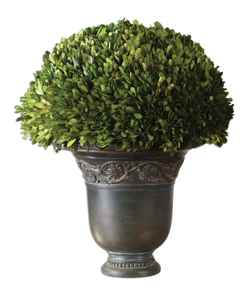 432683046:Globe Preserved Boxwood, Image 1