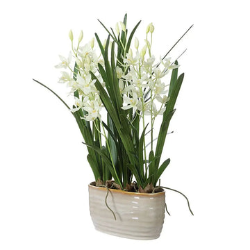 378131428:Ariana Orchid Plant,