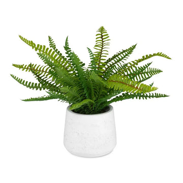 767018136:Boston Fern Plant,