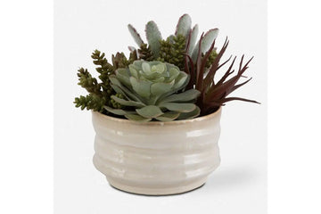 829671787:Mesa Succulent Plant, Front