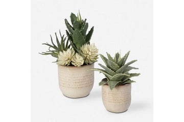 909593951:Seaside Succulents Plant, FrontSide