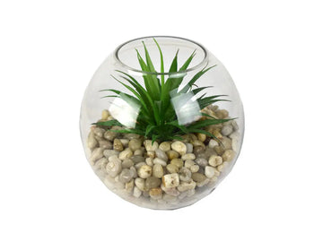 811743706:Tierra 6In Mini Yucca Succulent Plant,