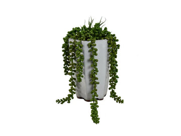 685781443:Zuma 8In Hanging Donkey Tail Plant,