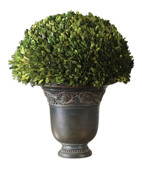 432683046:Globe Preserved Boxwood, Image 1