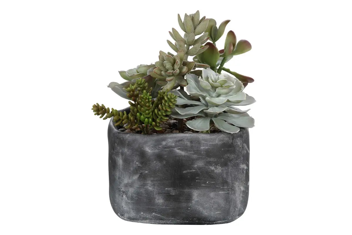 223312196:Alverio Succulents