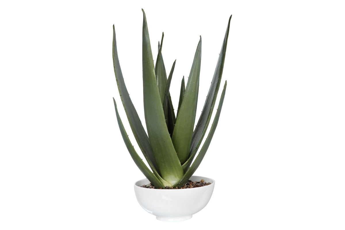 428520832:Evarado Aloe Planter