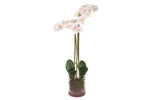 039066044:Blush Orchid