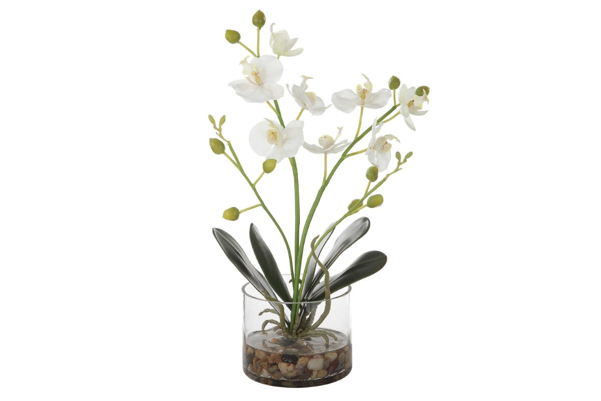 551607585:Glory Orchid