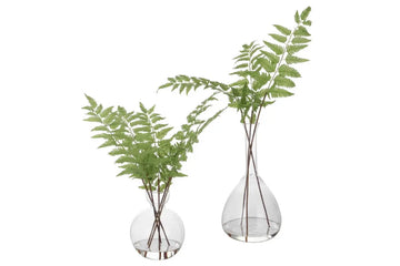 281827297:Country Ferns S/2
