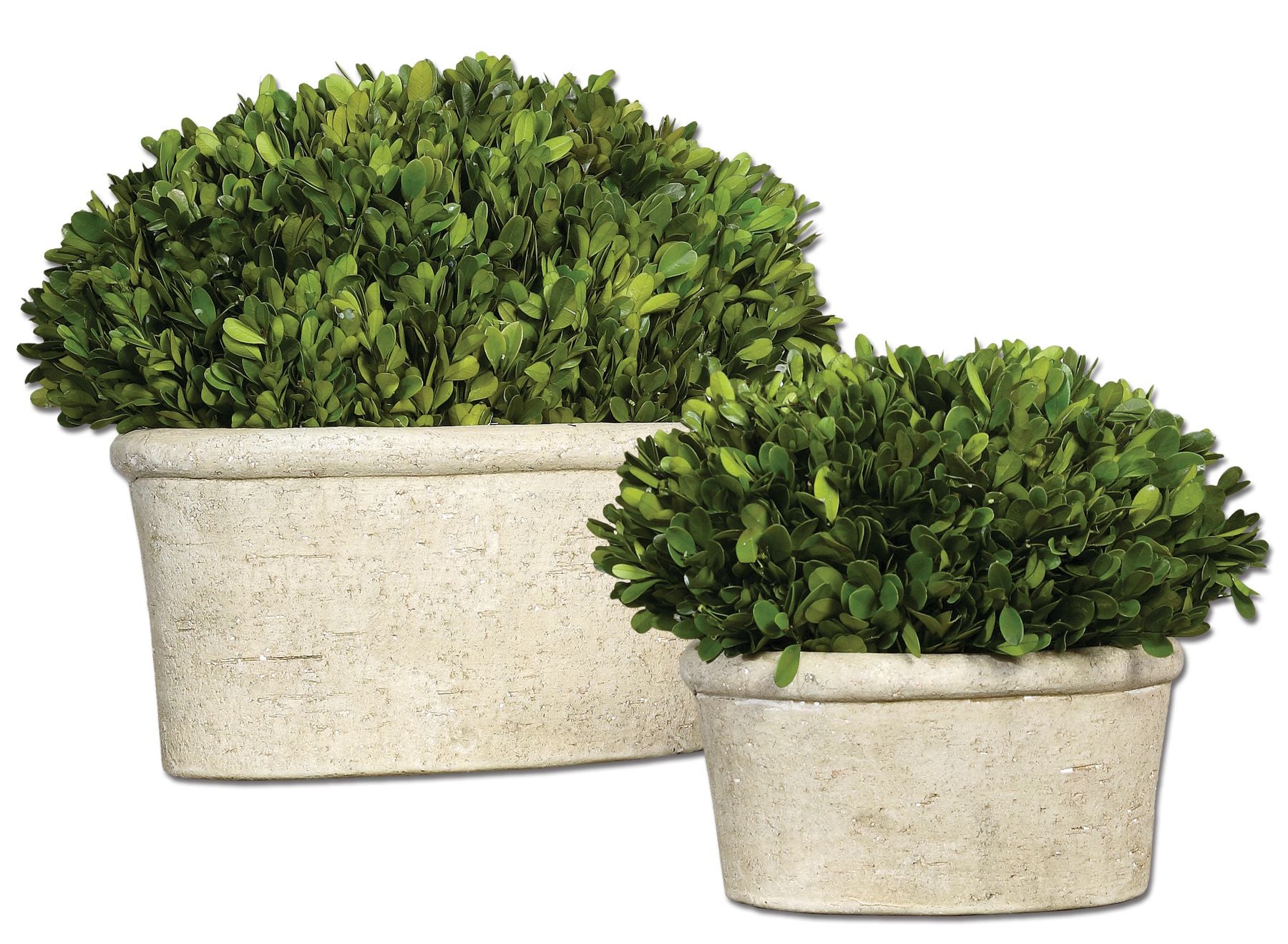 703560999:Oval Domes Preserved Boxwood, Set of 2, Image 1
