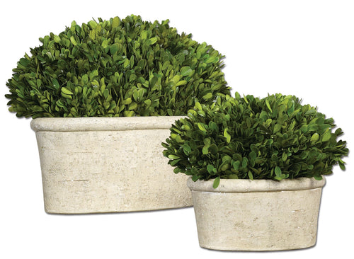 703560999:Oval Domes Preserved Boxwood, Set of 2, Image 1
