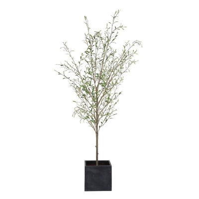 786971823:Abundance Plant, AngledAngle