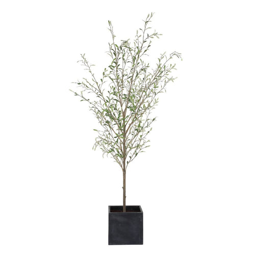 786971823:Abundance Plant, AngledAngle