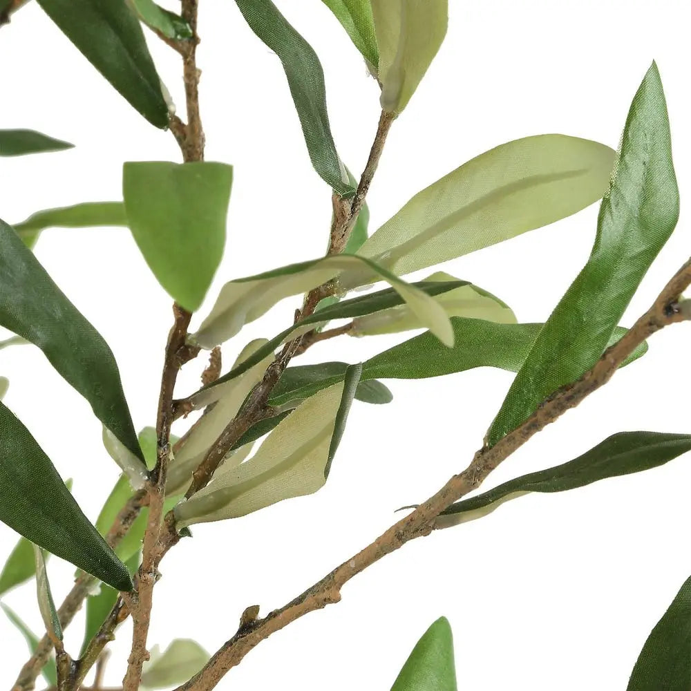 786971823:Abundance Plant, 