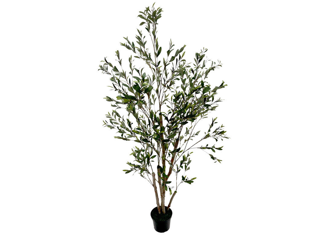 598551251:Acosta 6Ft Olive Tree, 