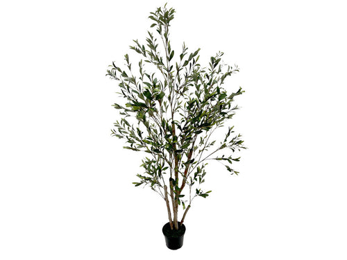 598551251:Acosta 6Ft Olive Tree, 