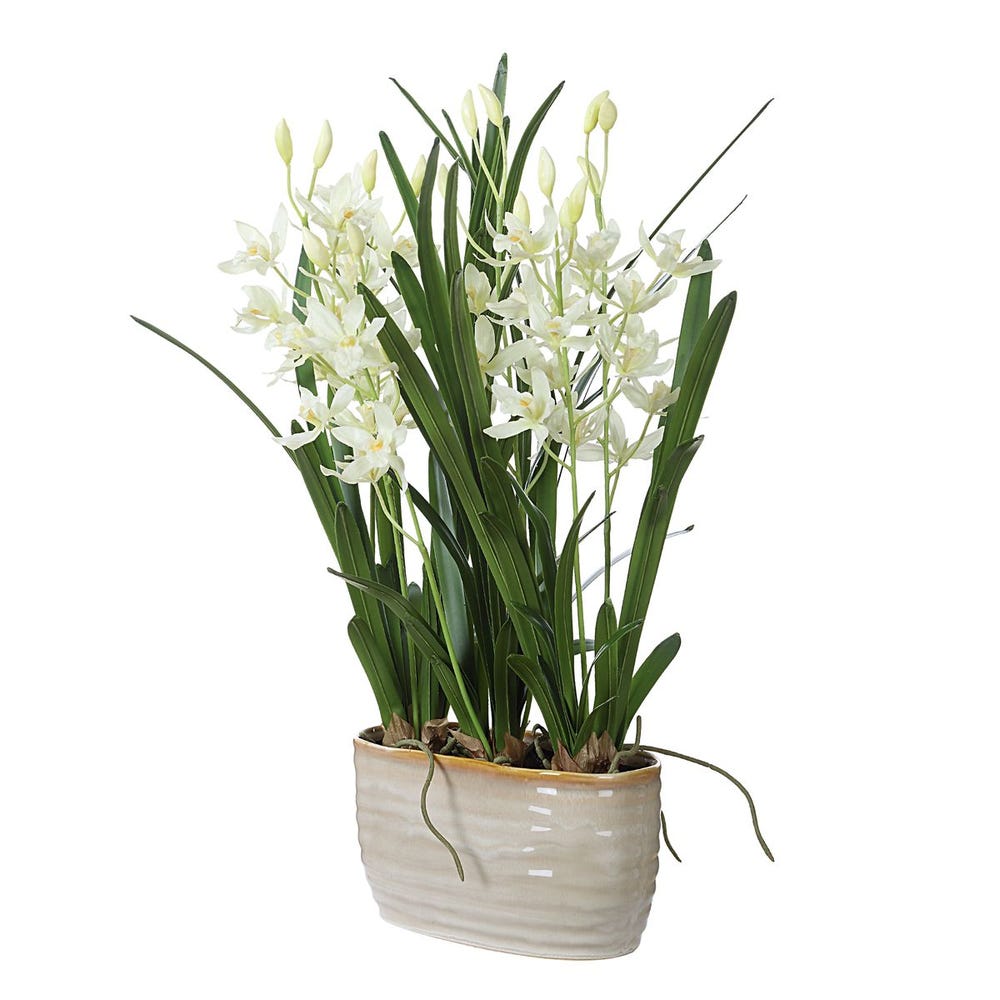 378131428:Ariana Orchid Plant, 