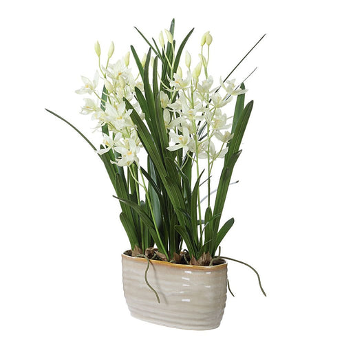 378131428:Ariana Orchid Plant, 