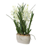 378131428:Ariana Orchid Plant, 