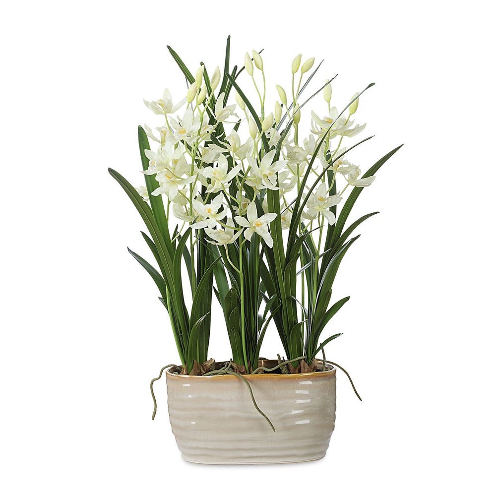 378131428:Ariana Orchid Plant, 