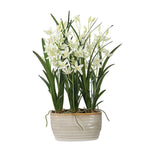 378131428:Ariana Orchid Plant, 