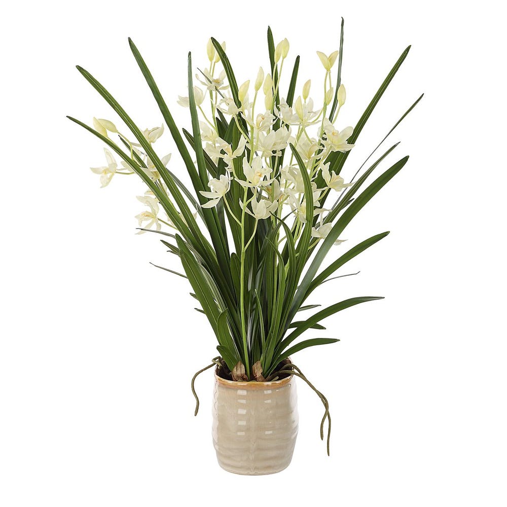 378131428:Ariana Orchid Plant, 