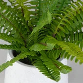 767018136:Boston Fern Plant, 