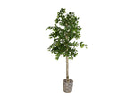 038756438:Cora 6Ft Birch Tree, 