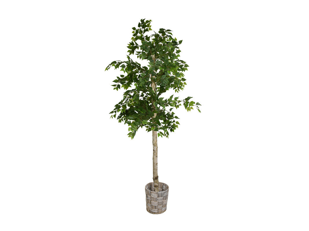 038756438:Cora 6Ft Birch Tree, 