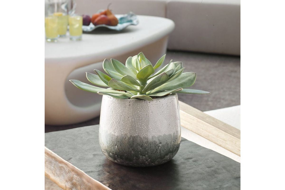 479989697:Dudleya Plant, 