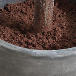 012919355:Eden Plant, 