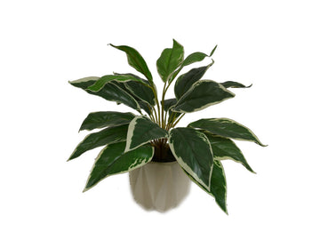 949107314:Flora 13In Hosta Plant, 