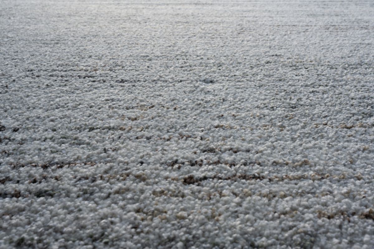 167724674:3409 Granada Rug, 