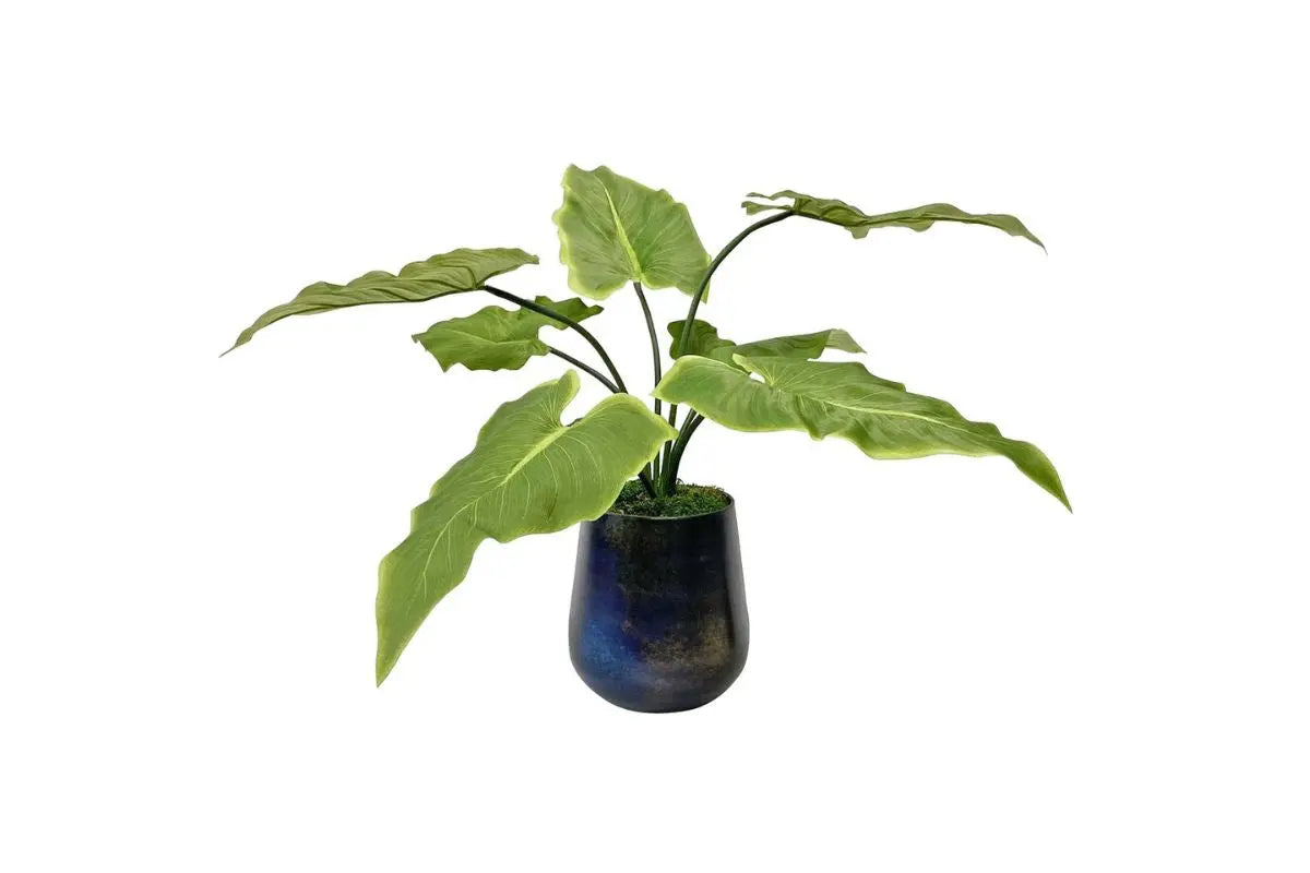 501718649:Mari Calla Plant, 