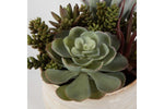 829671787:Mesa Succulent Plant, 