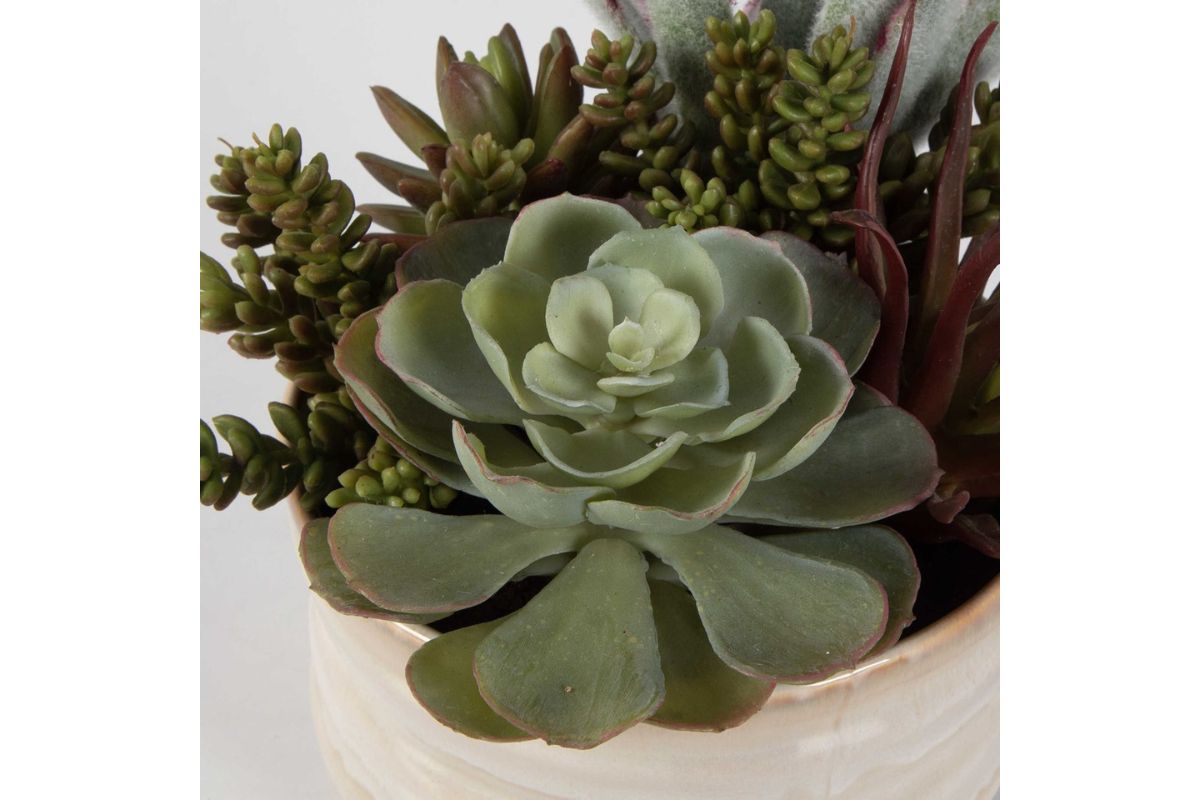 829671787:Mesa Succulent Plant, 