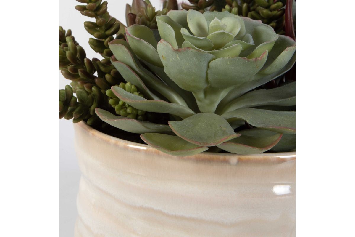 829671787:Mesa Succulent Plant, 