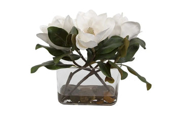 642132140:Middleton Magnolia Plant, 