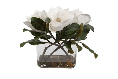 642132140:Middleton Magnolia Plant, 