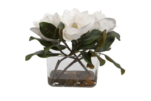 642132140:Middleton Magnolia Plant, 
