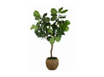 145292286:Mila 6Ft Fig Tree, 