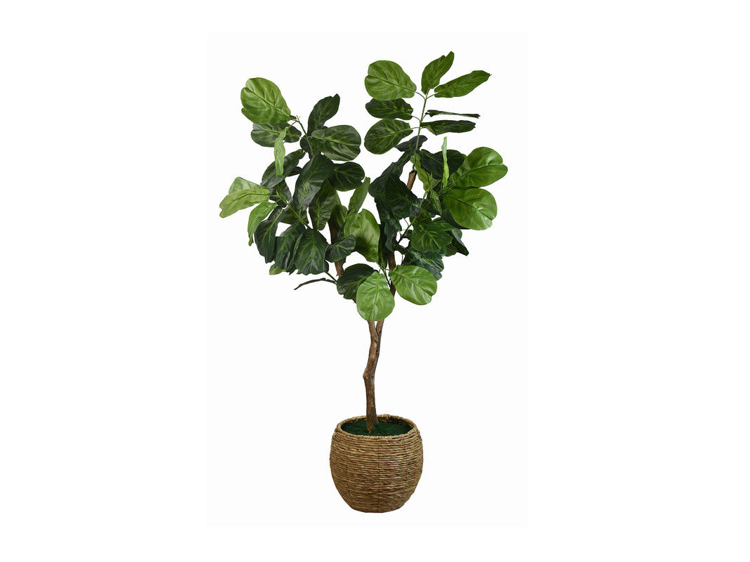 145292286:Mila 6Ft Fig Tree, 