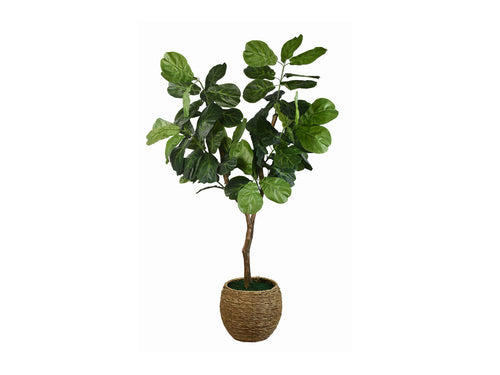 145292286:Mila 6Ft Fig Tree, 