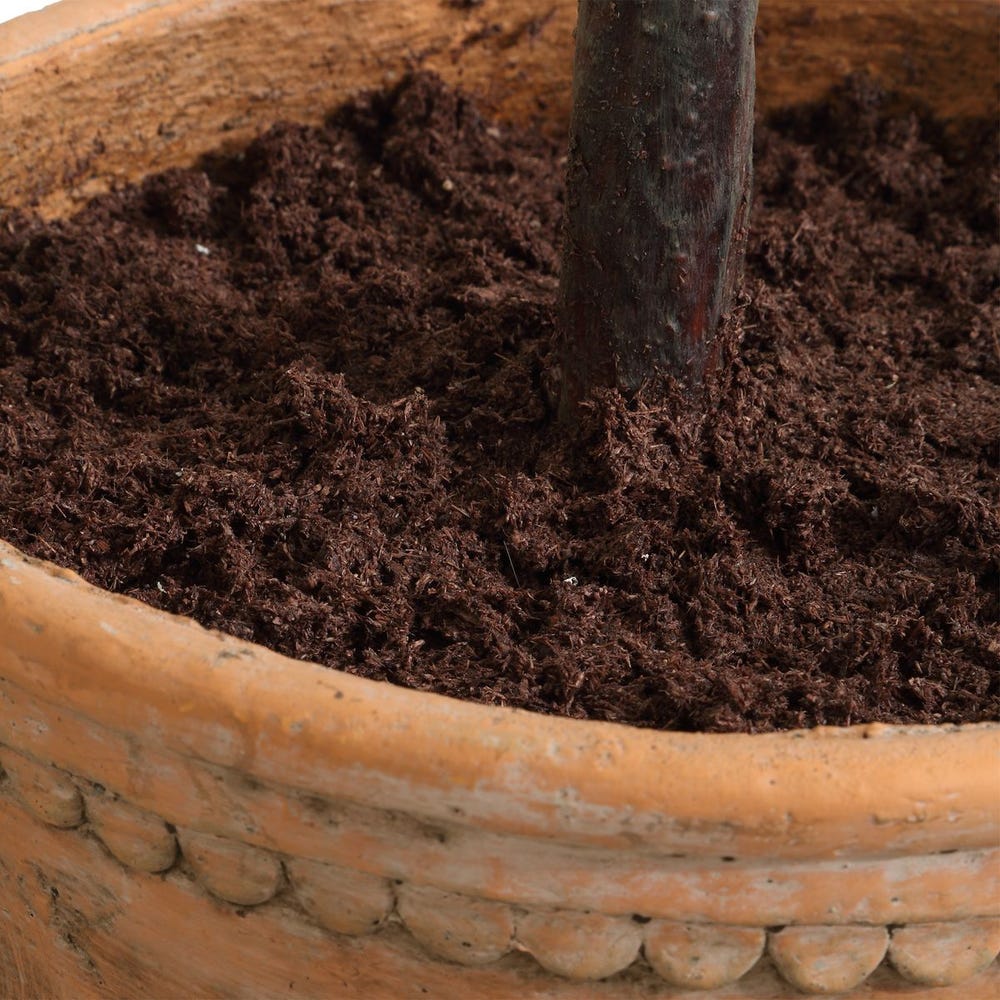 028531951:Olea Plant, 