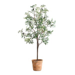 028531951:Olea Plant, Front