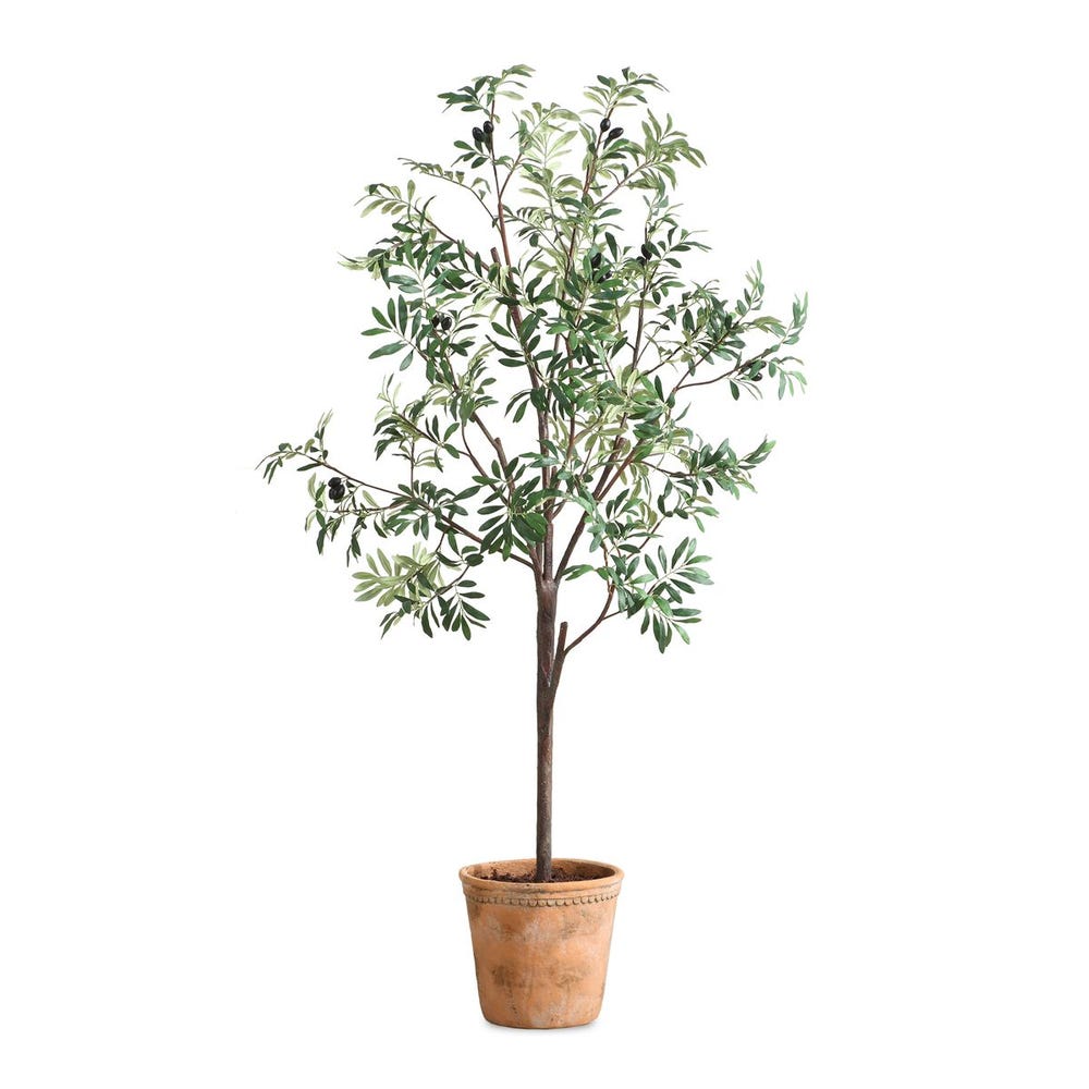 028531951:Olea Plant, Front