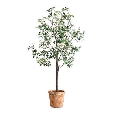 028531951:Olea Plant, Front