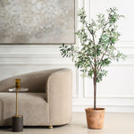 028531951:Olea Plant, Styled