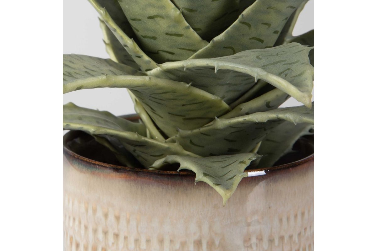 909593951:Seaside Succulents Plant, Side