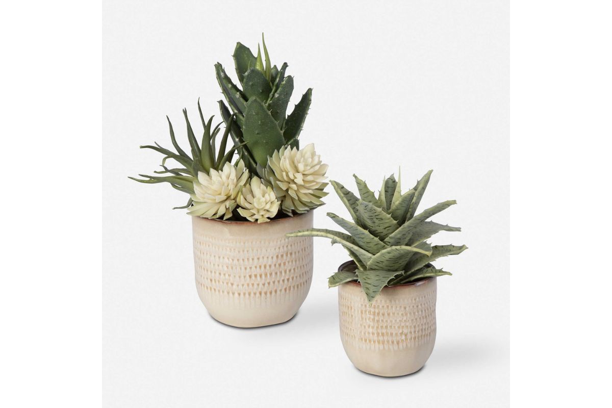 909593951:Seaside Succulents Plant, FrontSide